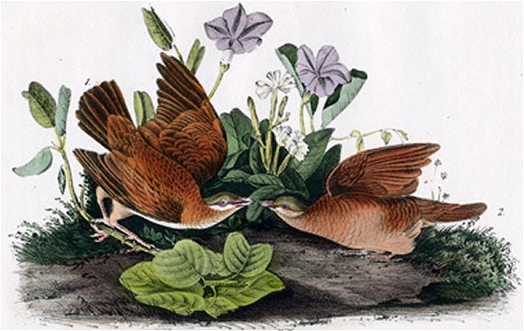 Key West Dove - Audubon's Birds Of America