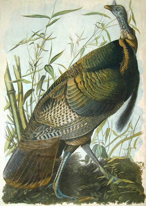 Wild Turkey - Audubon's Birds Of America
