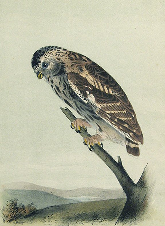 Little Night Owl, Passerine Day-Owl - Audubon's Birds Of America