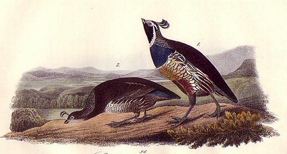 California Partridge - Audubon's Birds Of America