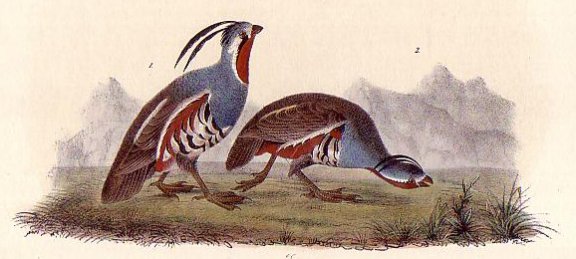 Plumed Partidge - Audubon's Birds Of America