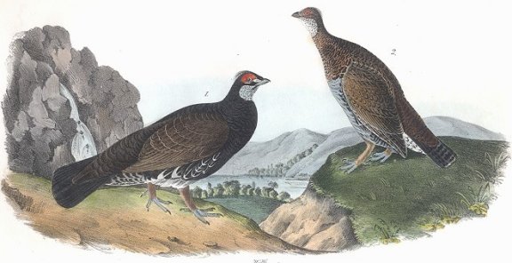 Dusky Grouse - Audubon's Birds Of America