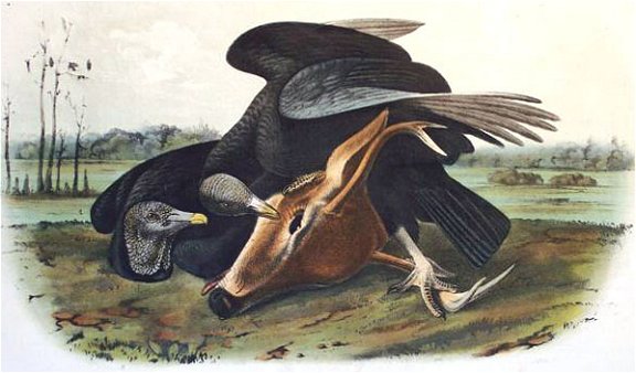 Black Vulture or Carrion Crow - Audubon's Birds Of America