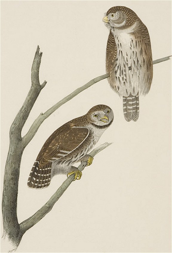 Columbian Day-Owl - Audubon's Birds Of America