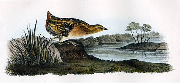 Yellow-breasted Rail - Audubon's Birds Of America
