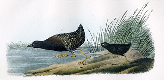 Least Water Rail - Audubon's Birds Of America