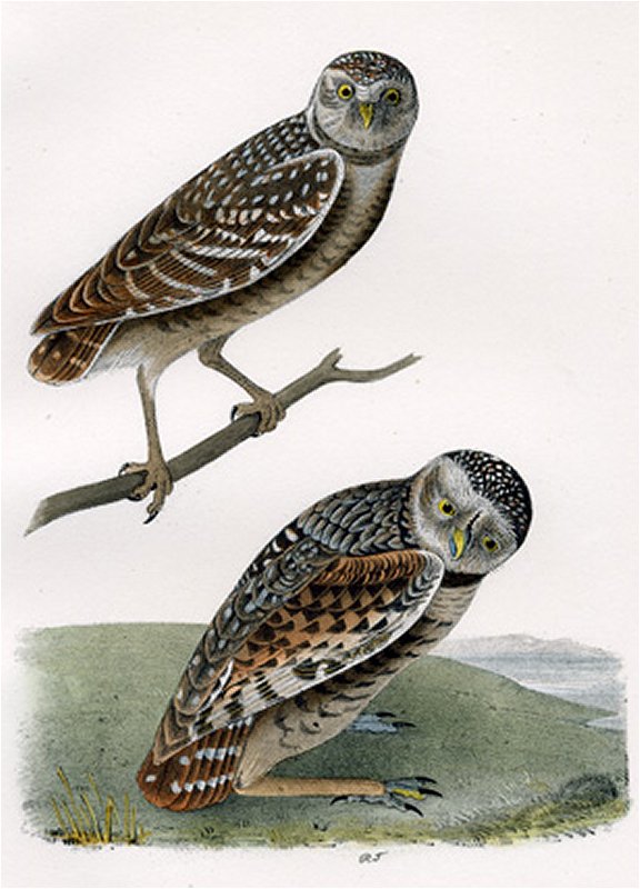 Burrowing Day-Owl - Audubon's Birds Of America