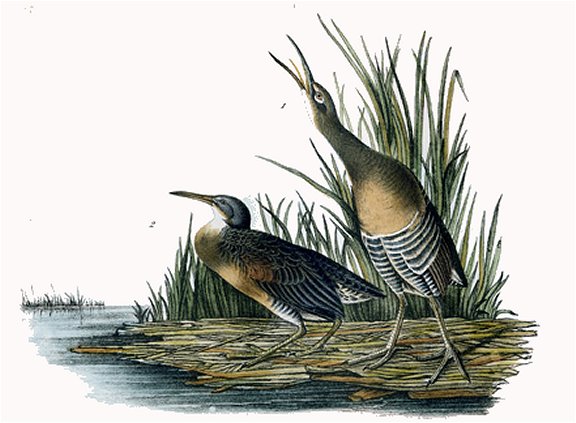 Salt Water Marsh Hen - Audubon's Birds Of America