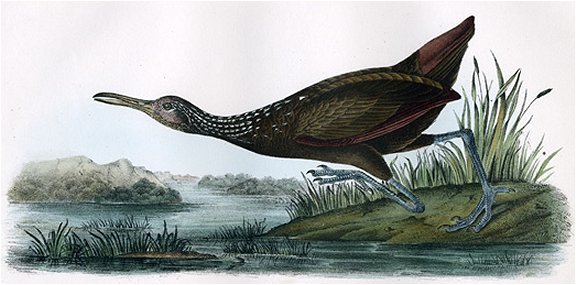 Scolopaceous Courlan - Audubon's Birds Of America