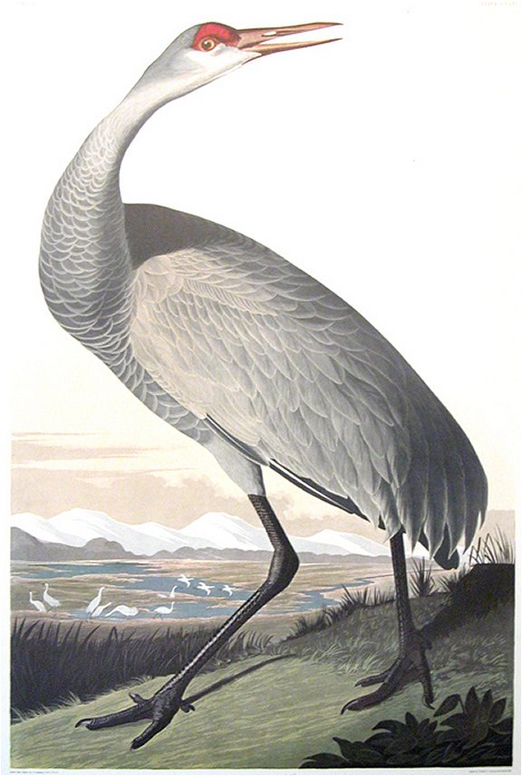 Whooping Crane - Young - Audubon's Birds Of America
