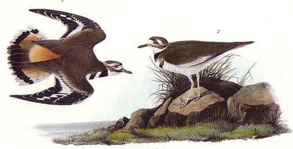 Killdeer Plover - Audubon's Birds Of America