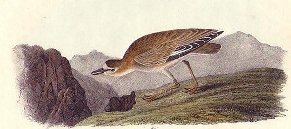 Rocky Mountain Plover - Audubon's Birds Of America