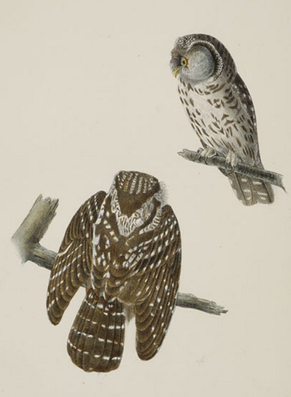Tengmalm's Night Owl - Audubon's Birds Of America