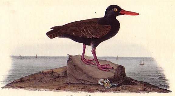 Townsend's Oyster-catcher - Audubon's Birds Of America