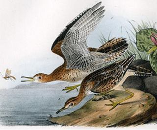 Bartramian Sandpiper - Audubon's Birds Of America