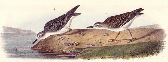  Semipalmated Sandpiper - Audubon's Birds Of America