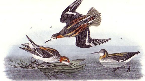 Hyperborean Phalarope - Audubon's Birds Of America