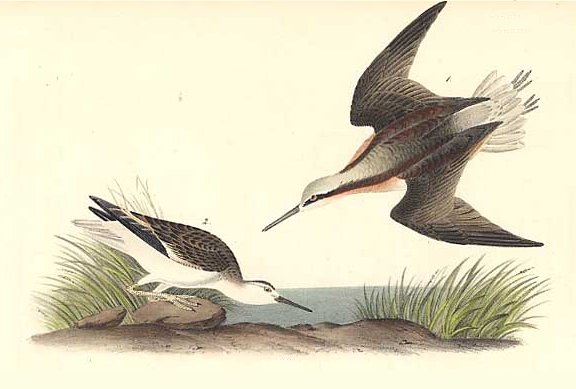 Wilson's Phalarope - Audubon's Birds Of America