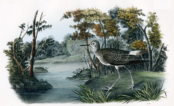 Yellow Shanks Snipe - Audubon's Birds Of America