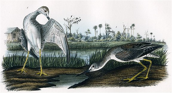 Tell-tale Godwit or Snipe - Audubon's Birds Of America