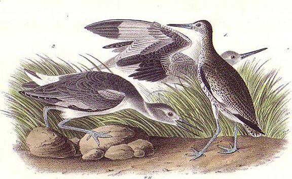 Semipalmated Snipe - Audubon's Birds Of America