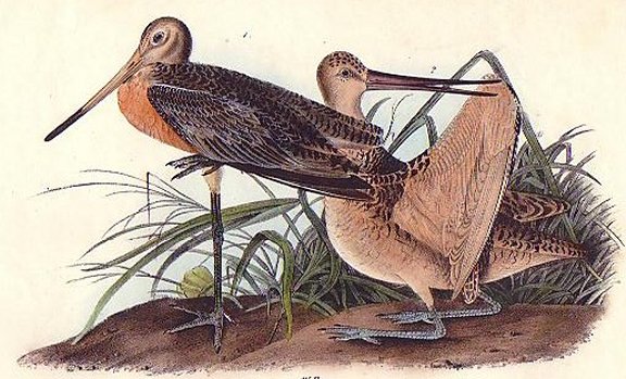  Great Marbled Godwit - Audubon's Birds Of America