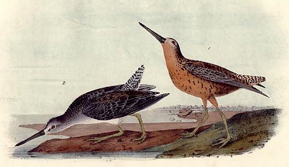 Red-breasted Snipe - Audubon's Birds Of America