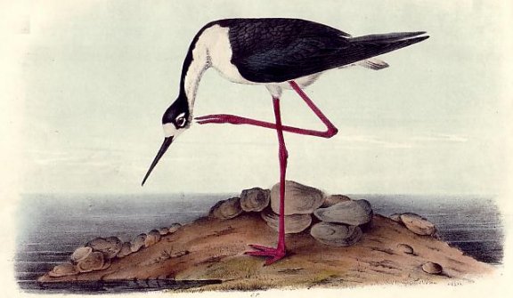 Black-necked Stilt - Audubon's Birds Of America