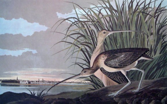 Long-billed Curlew - Audubon's Birds Of America