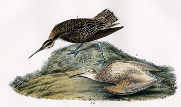Esquimaux Curlew - Audubon's Birds Of America