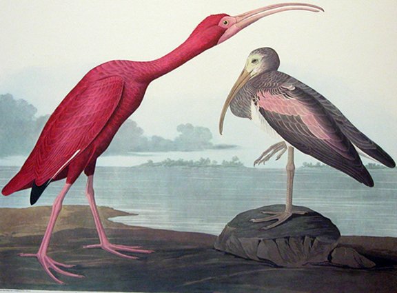 Scarlet Ibis - Audubon's Birds Of America