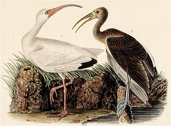 White Ibis - Audubon's Birds Of America