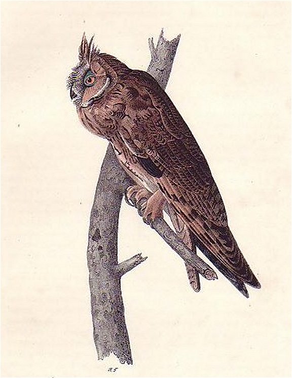 Long-eared Owl - Audubon's Birds Of America