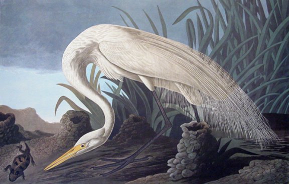 Great American White Egret - Audubon's Birds Of America
