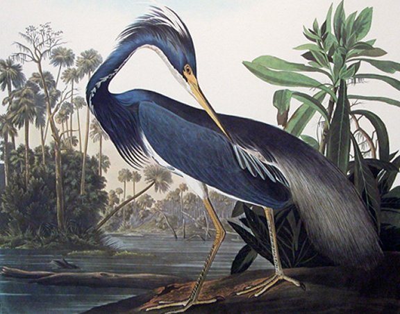 Louisiana Heron - Audubon's Birds Of America