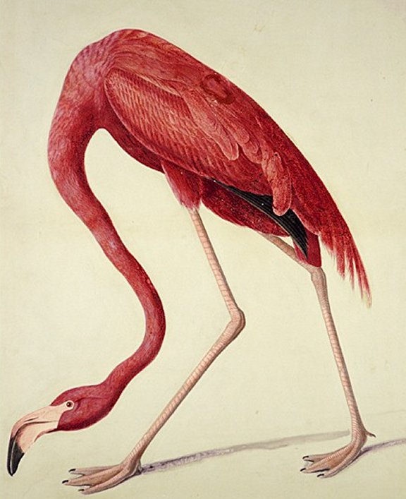 American Flamingo - Audubon's Birds Of America