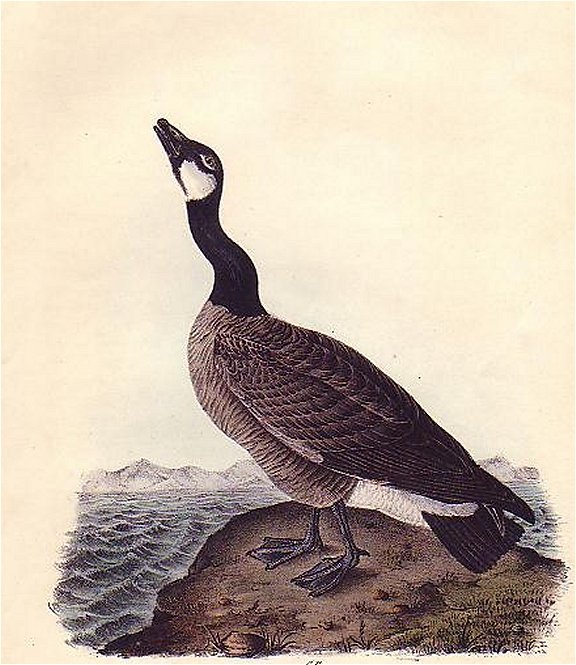 Hutchins's Goose - Audubon's Birds Of America