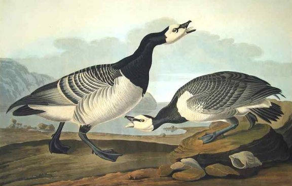 Barnacle Goose - Audubon's Birds Of America