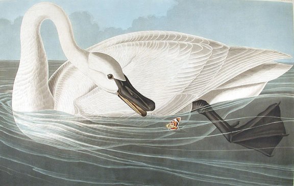 Trumpeter Swan - Adult - Audubon's Birds Of America