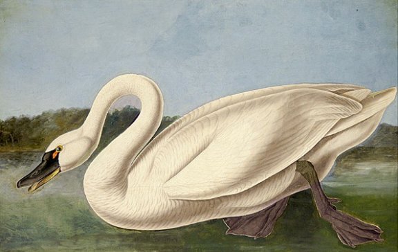  American Swan - Audubon's Birds Of America