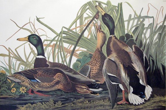 Mallard - Audubon's Birds Of America