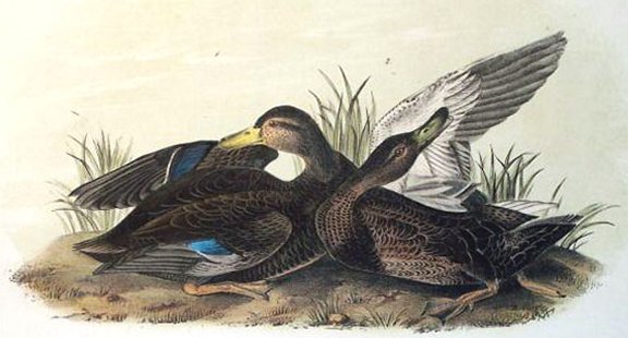 Dusky Duck - Audubon's Birds Of America