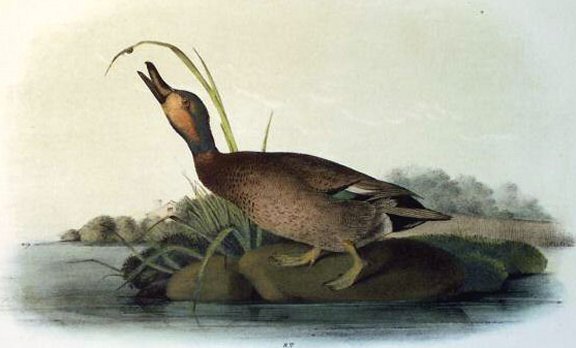 Brewer's Duck - Audubon's Birds Of America