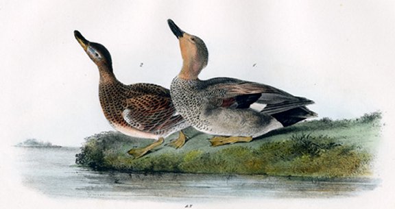 Gadwall Duck - Audubon's Birds Of America
