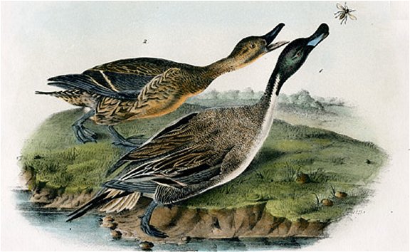 Pintail Duck - Audubon's Birds Of America