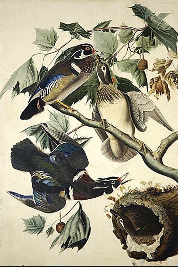 Wood Duck-Summer Duck - Audubon's Birds Of America