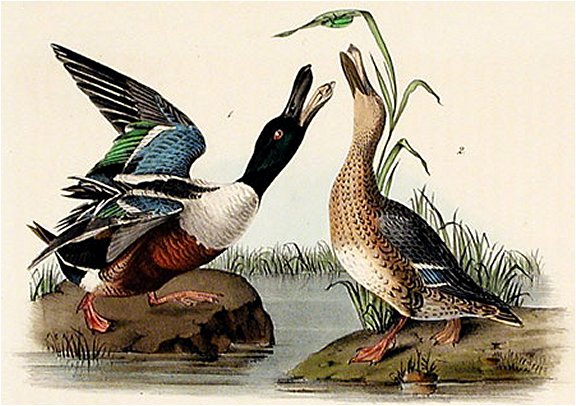 Shoveller Duck - Audubon's Birds Of America