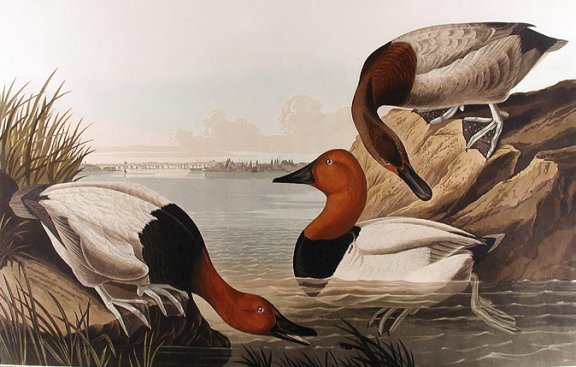 Canvas-back Duck - Audubon's Birds Of America