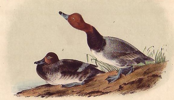 Red-headed Duck - Audubon's Birds Of America