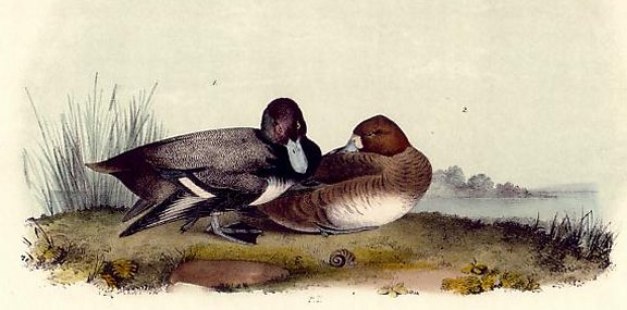 Scaup Duck - Audubon's Birds Of America